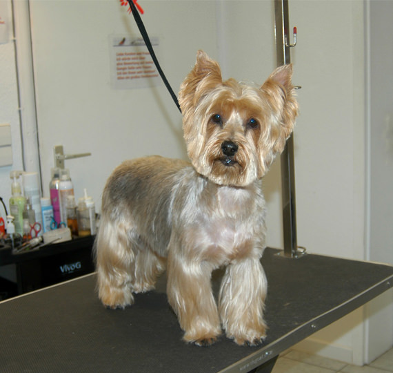 Hundesalon Mußielda Hundesalon Baden-Baden Hundesalon Baden-Württemberg Hundefriseurin Hunde baden