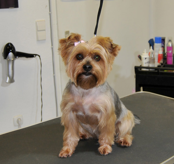 Hundesalon Mussielda Grooming Service Rastatt