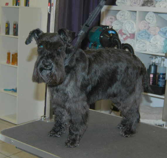 Professionelle Hundefriseurin hundepflege hundefriseur Hundesalon Mussielda