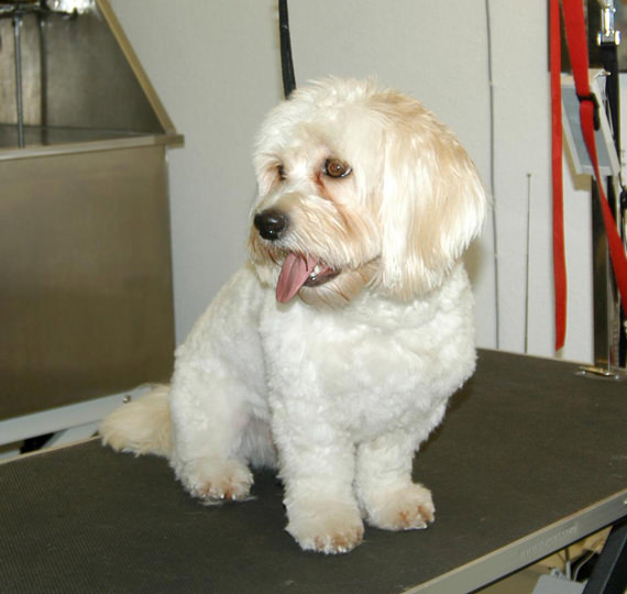 Professionelle Hundefriseurin hundepflege hundefriseur Hundesalon Mussielda