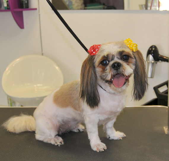 hundefriseur Hundesalon Mussielda preise hund scheren