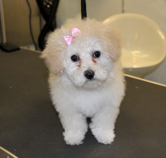 preise hundefriseur Hundesalon Mussielda