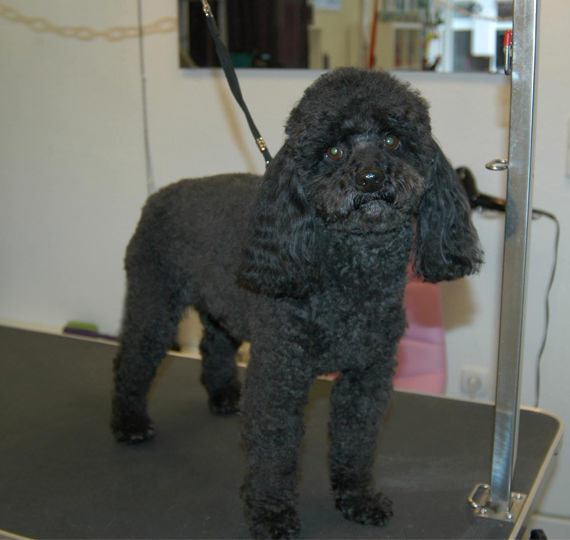 preise hund scheren hundesalon Baden-Baden preise hundefriseur hundefriseurin hundepflege Hundesalon Mussielda