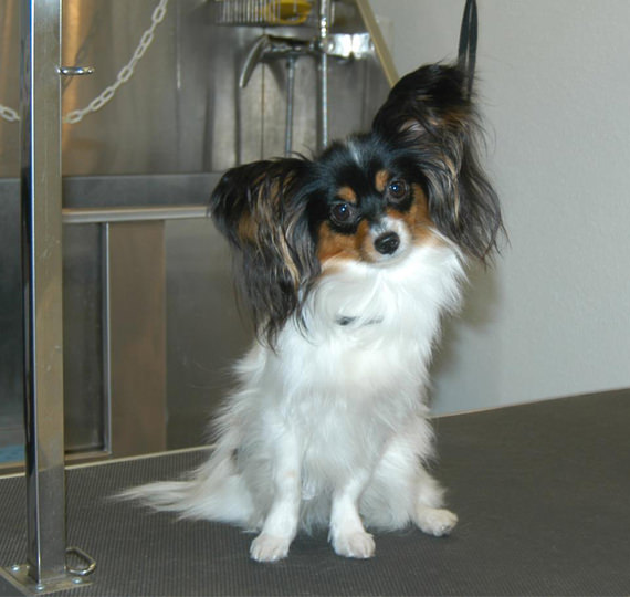 Hundesalon Rastatt Hundesalon Mußielda Hundesalon Gaggenau Hundesalon Baden-Baden