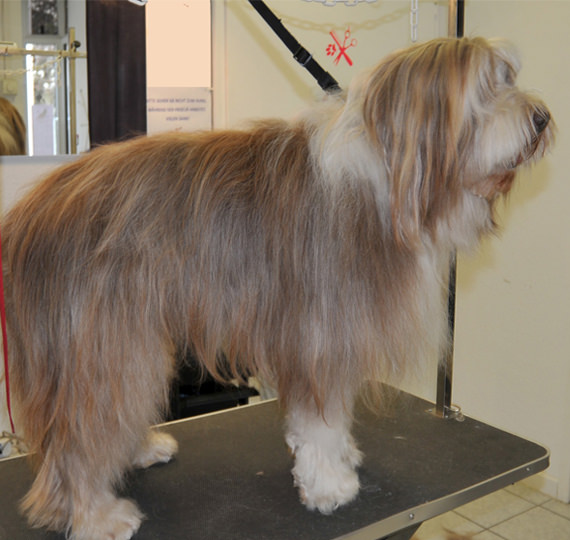 hundefriseur Hundesalon Mussielda preise hund scheren