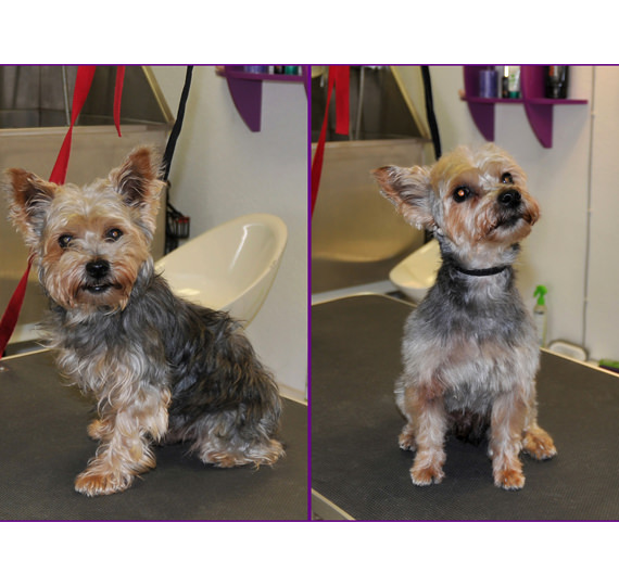 hundefriseur Hundesalon Mussielda preise hund scheren