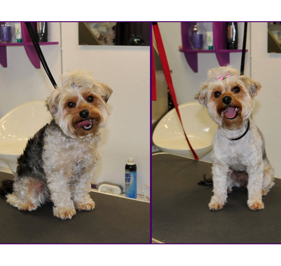 hundefriseur Hundesalon Mussielda preise hund scheren