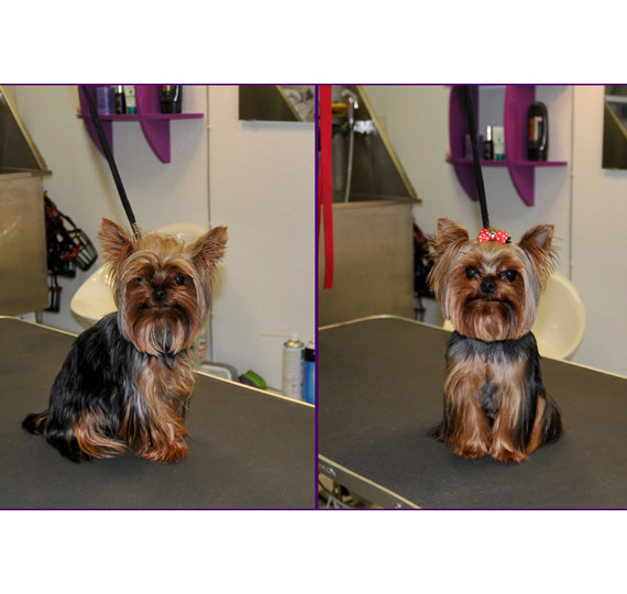 hundefriseurin Elena Hundesalon Mußielda preise hund scheren