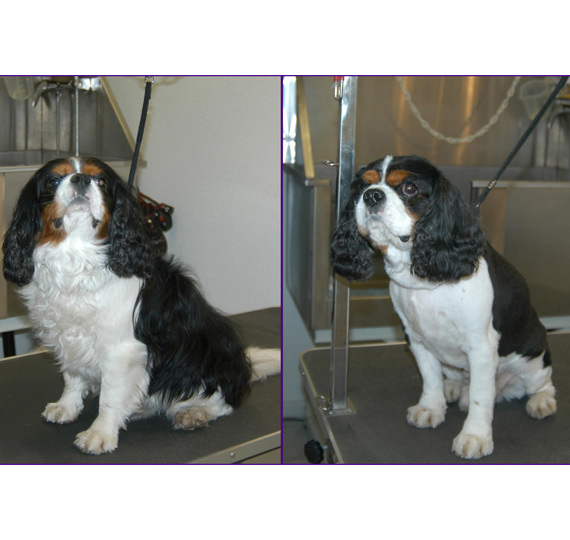 Hundesalon Mussielda Hundesalon Musilda Hunde Trimmen Hunde baden