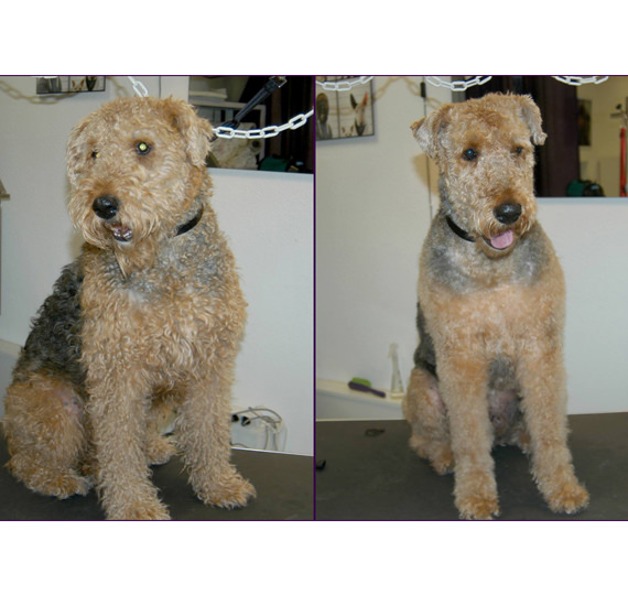 Professionelle Hundefriseurin hundepflege hundefriseur Hundesalon Mussielda