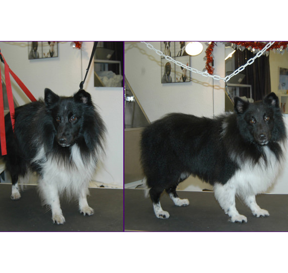 Hundesalon Mussielda Hundesalon Musilda Hunde Trimmen Hunde baden