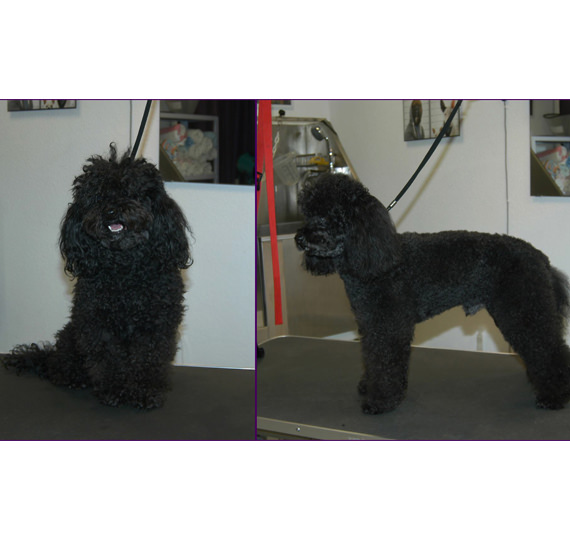 Hundesalon Mussielda Hundesalon Musilda Hunde Trimmen Hunde baden