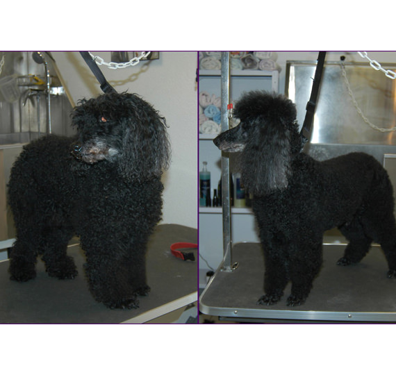 preise hundefriseur Hundesalon Mussielda Hund Trimmen Hund baden