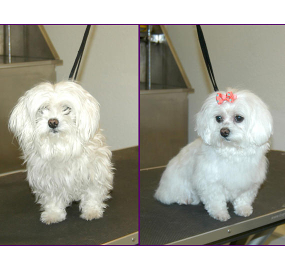 Professionelle Hundefriseurin hundepflege hundefriseur Hundesalon Mussielda