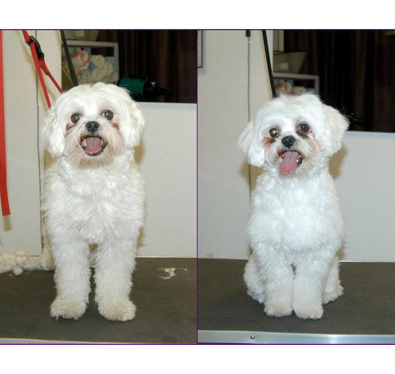 Professionelle Hundefriseurin hundepflege hundefriseur Hundesalon Mussielda