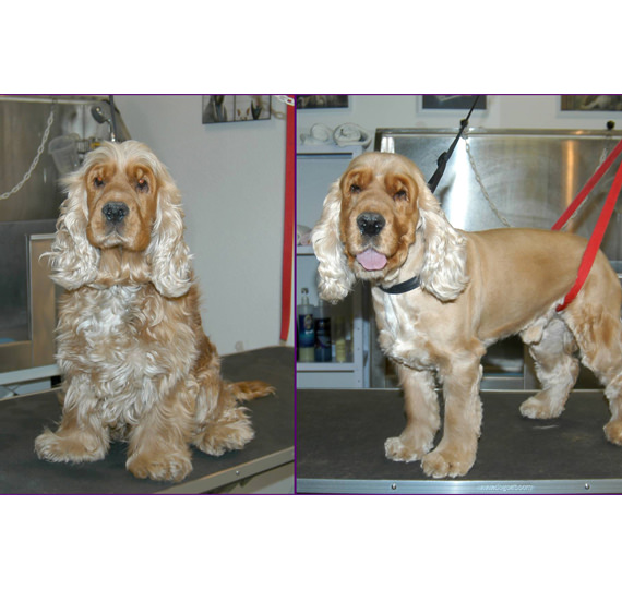 Hundesalon Musielda Hundesalon Musilda Hunde Trimmen Hunde baden