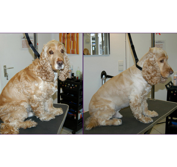 Hundesalon Mussielda Hundesalon Musilda Hunde Trimmen Hunde baden