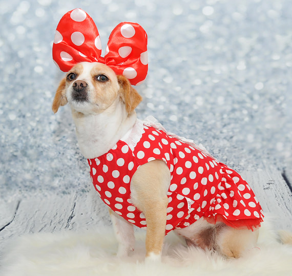 Fotoshooting Unvergessliche Porträts Hund