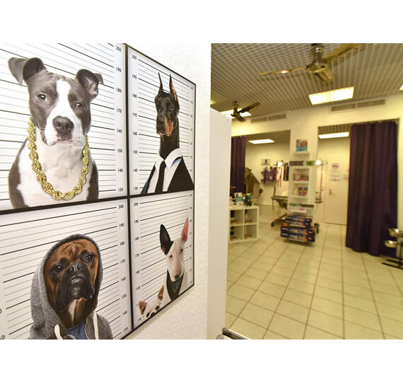 Hundesalon Mussielda Hundesalon Mussilda Hundesalon Musielda Hundesalon Musilda Hunde Trimmen Hunde baden