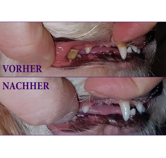 Ultraschall-Zahnreinigung Emmi-pet Hundesalon Musielda Gaggenau Rastatt
