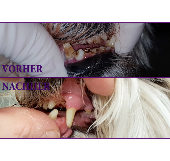 Ultraschall-Zahnreinigung Emmi-pet Hundesalon Mußielda Gaggenau Baden-Baden