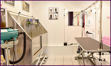 Hundesalon Baden-Baden hundefriseur Rastatt hundesalon mussielda Gaggenau