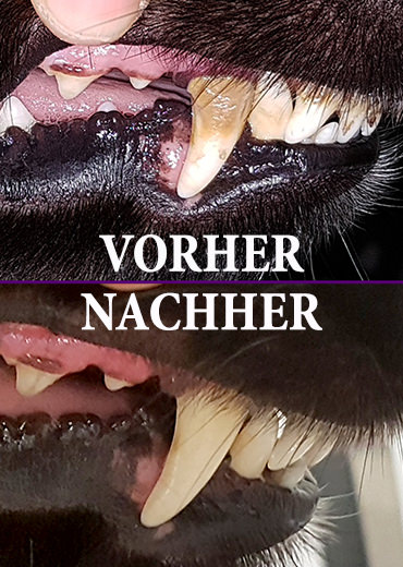 Ultraschall-Zahnreinigung Emmi-pet Hundesalon Gaggenau Rastatt